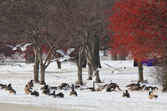 Photo shows Nature in a Chicago Winter