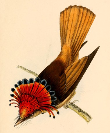 Onychorhynchus_coronatus_coronatus_from_above_1841